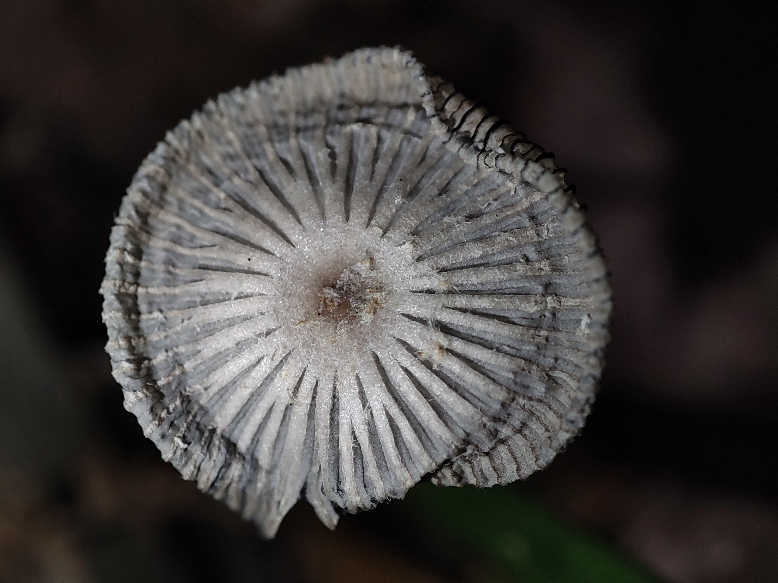 mushroomimage